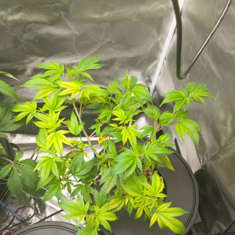 Sleepy Joe growlog timeline photo