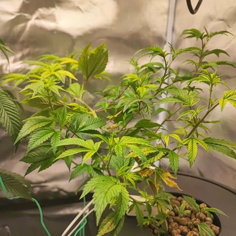 Sleepy Joe growlog timeline photo