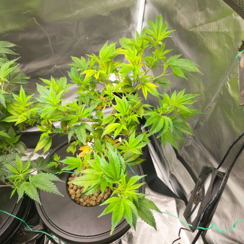 Sleepy Joe growlog timeline photo