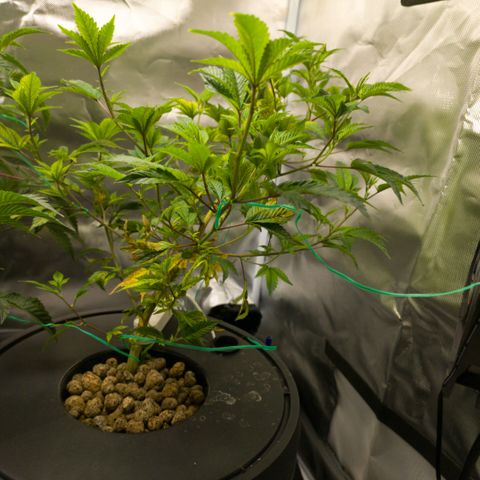 Sleepy Joe growlog timeline photo