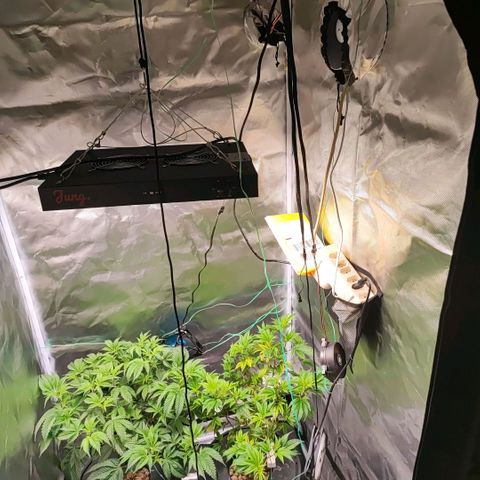 Sleepy Joe growlog timeline photo
