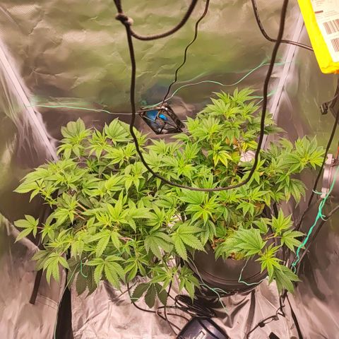 Sleepy Joe growlog timeline photo