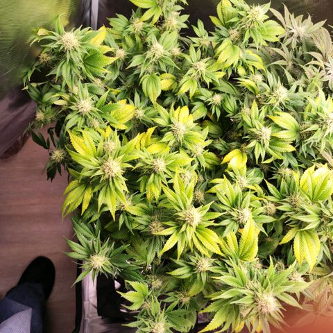 Sleepy Joe growlog timeline photo