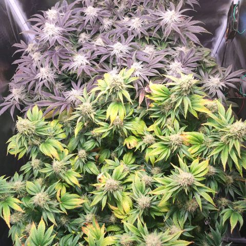 Sleepy Joe growlog timeline photo