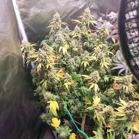 Sleepy Joe growlog timeline photo