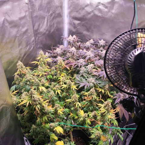 Sleepy Joe growlog timeline photo