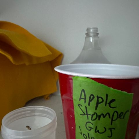 Apple Stomper (GWJ Solocup) growlog photo