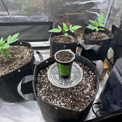 Apple Stomper (GWJ Solocup) growlog photo