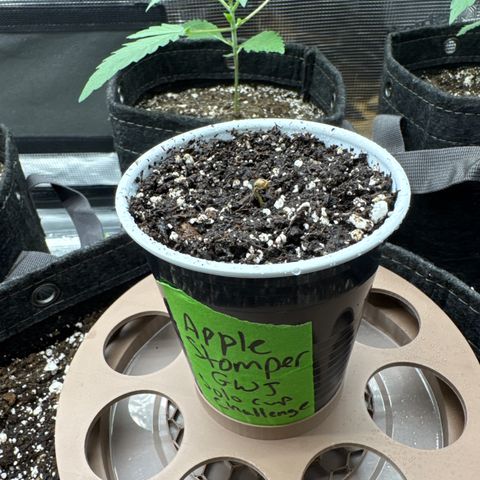Apple Stomper (GWJ Solocup) growlog photo