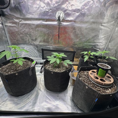 Apple Stomper (GWJ Solocup) growlog photo