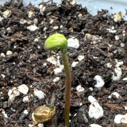 Apple Stomper (GWJ Solocup) growlog photo