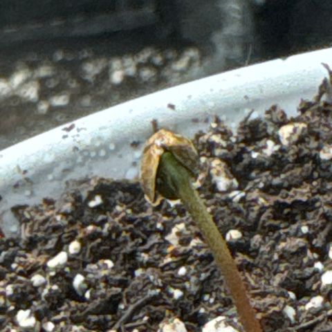 Apple Stomper (GWJ Solocup) growlog timeline photo