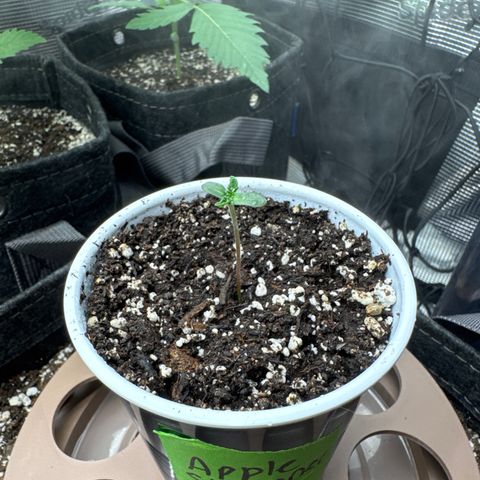 Apple Stomper (GWJ Solocup) growlog timeline photo
