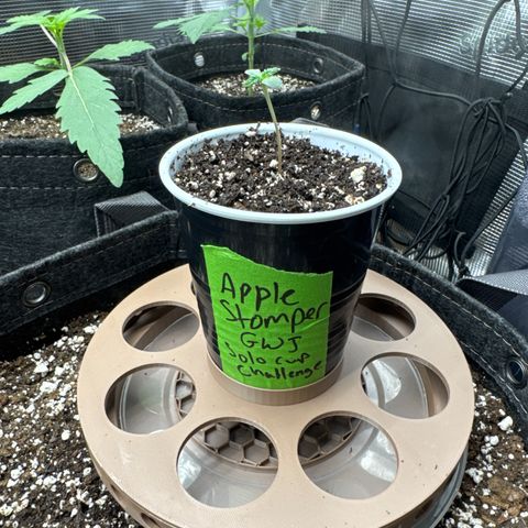 Apple Stomper (GWJ Solocup) growlog timeline photo