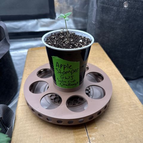 Apple Stomper (GWJ Solocup) growlog timeline photo
