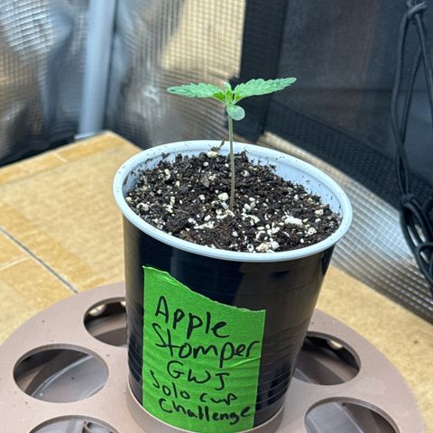 Apple Stomper (GWJ Solocup) growlog timeline photo