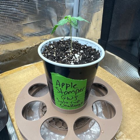 Apple Stomper (GWJ Solocup) growlog timeline photo