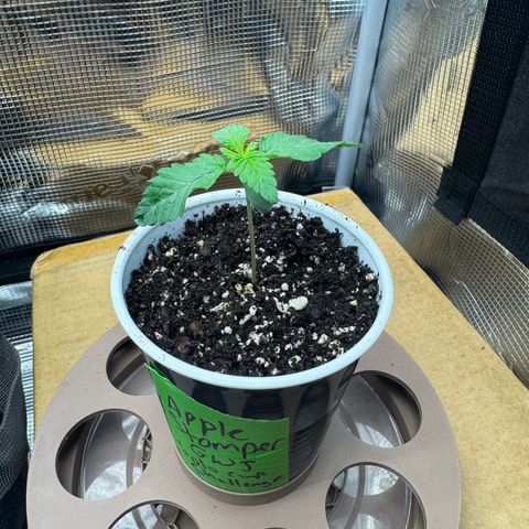 Apple Stomper (GWJ Solocup) growlog timeline photo