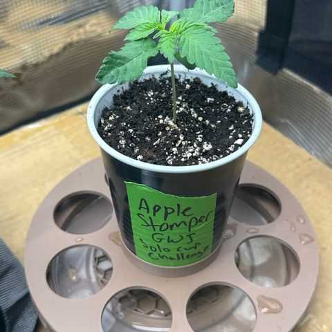 Apple Stomper (GWJ Solocup) growlog timeline photo