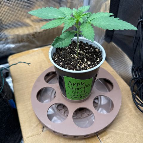Apple Stomper (GWJ Solocup) growlog timeline photo