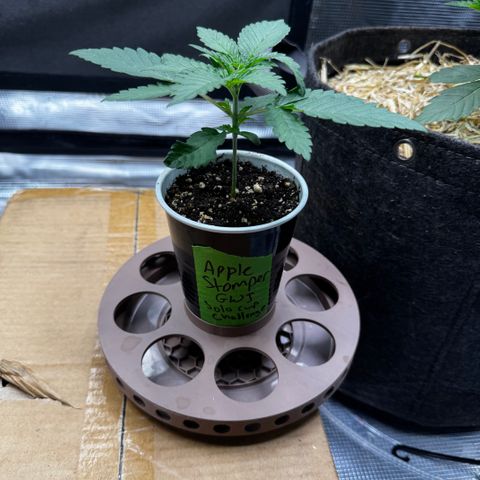 Apple Stomper (GWJ Solocup) growlog timeline photo
