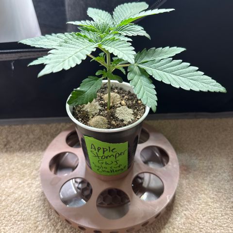 Apple Stomper (GWJ Solocup) growlog photo: Topdress 1/4tsp 444 and oyster shell