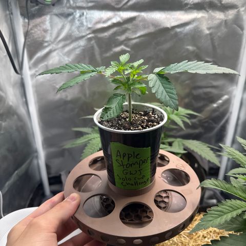 Apple Stomper (GWJ Solocup) growlog timeline photo
