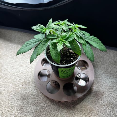 Apple Stomper (GWJ Solocup) growlog timeline photo