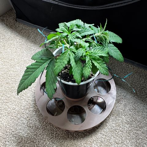 Apple Stomper (GWJ Solocup) growlog timeline photo