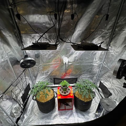 Apple Stomper (GWJ Solocup) growlog timeline photo