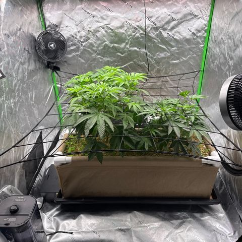 Apple Stomper (GWJ Solocup) growlog timeline photo