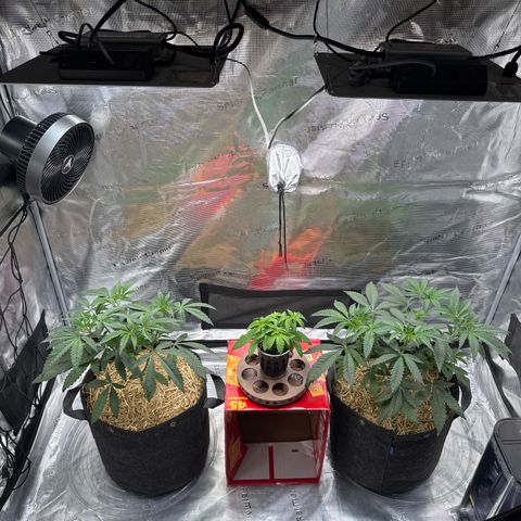 Apple Stomper (GWJ Solocup) growlog timeline photo