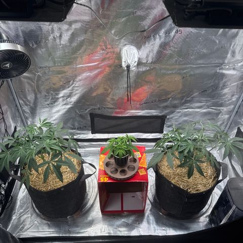 Apple Stomper (GWJ Solocup) growlog timeline photo