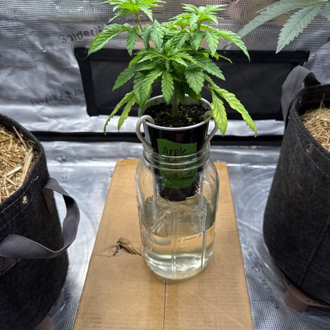 Apple Stomper (GWJ Solocup) growlog timeline photo