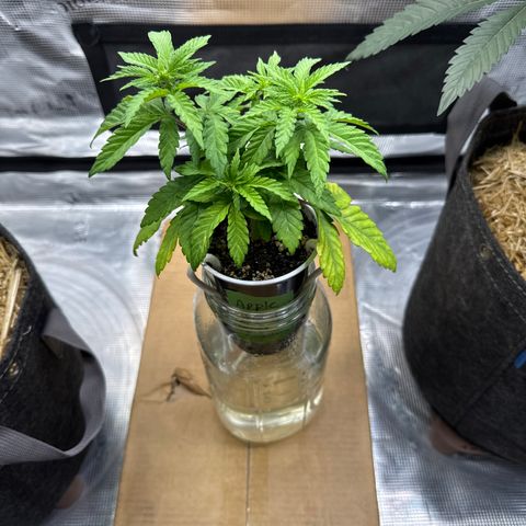 Apple Stomper (GWJ Solocup) growlog timeline photo