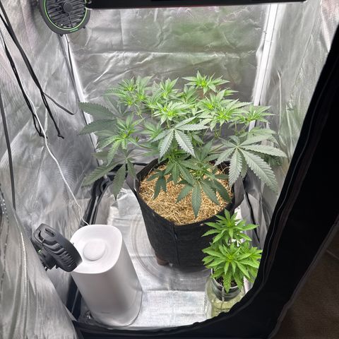 Apple Stomper (GWJ Solocup) growlog photo: Gave one plant away