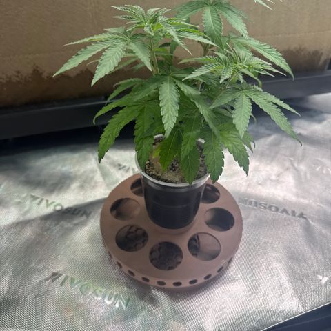 Apple Stomper (GWJ Solocup) growlog photo: Topdress with 284, azomite and oyster shell
