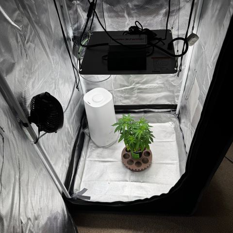 Apple Stomper (GWJ Solocup) growlog timeline photo