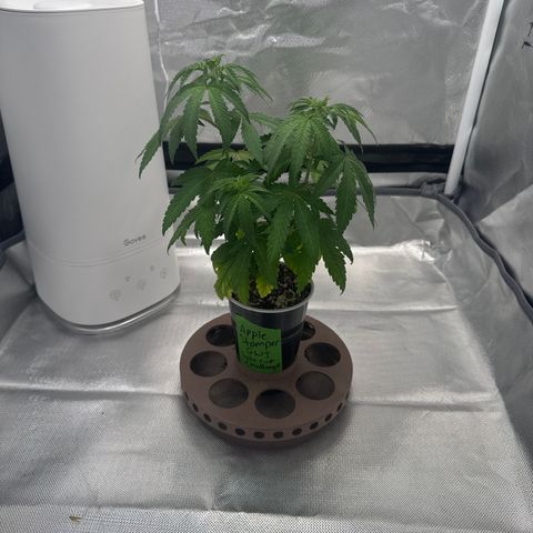 Apple Stomper (GWJ Solocup) growlog timeline photo