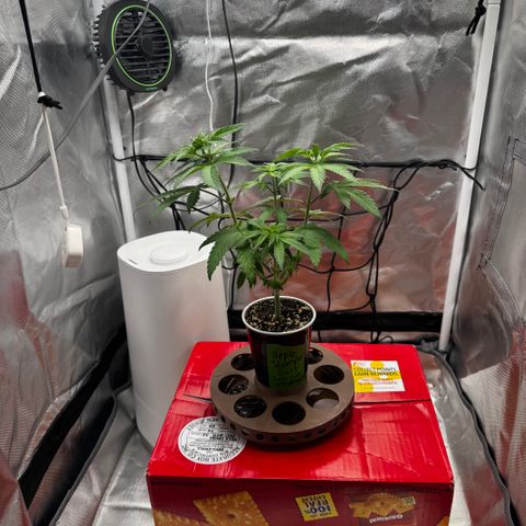 Apple Stomper (GWJ Solocup) growlog timeline photo