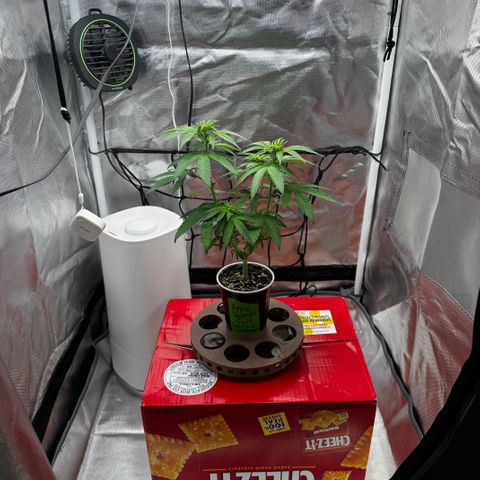 Apple Stomper (GWJ Solocup) growlog timeline photo