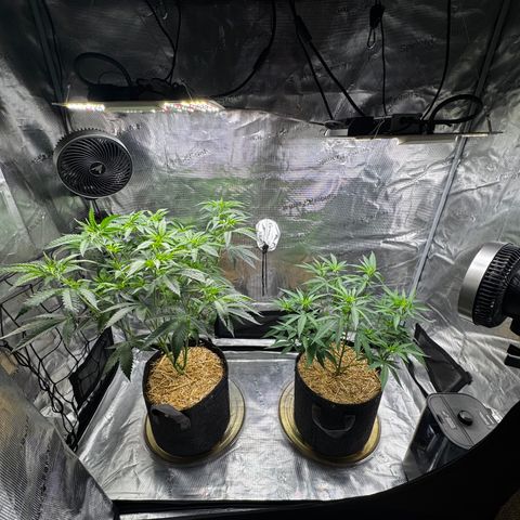 Apple Stomper (GWJ Solocup) growlog timeline photo