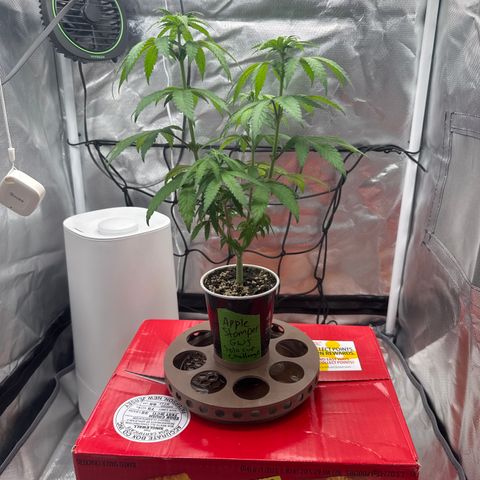Apple Stomper (GWJ Solocup) growlog timeline photo