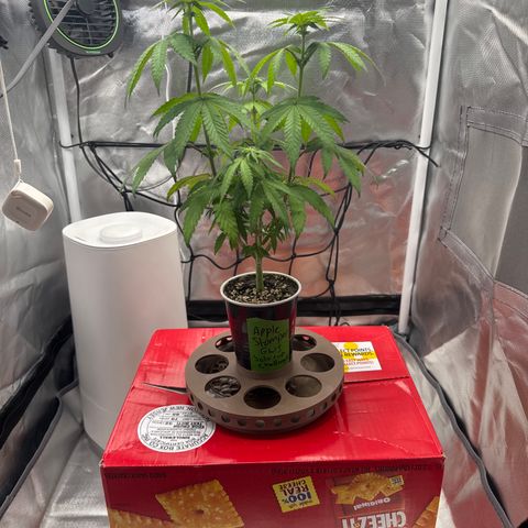 Apple Stomper (GWJ Solocup) growlog timeline photo