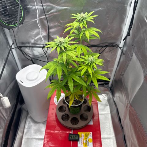 Apple Stomper (GWJ Solocup) growlog timeline photo