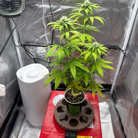 Apple Stomper (GWJ Solocup) growlog timeline photo