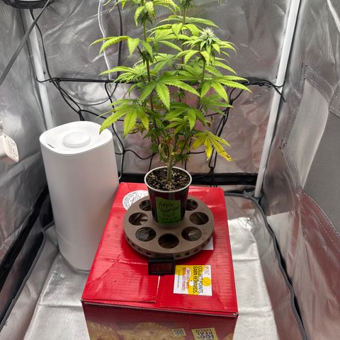 Apple Stomper (GWJ Solocup) growlog timeline photo