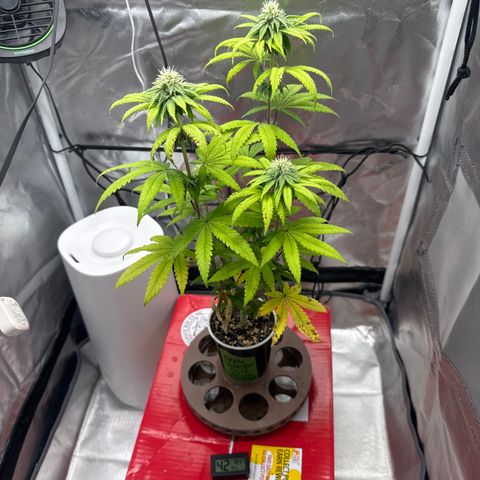 Apple Stomper (GWJ Solocup) growlog timeline photo