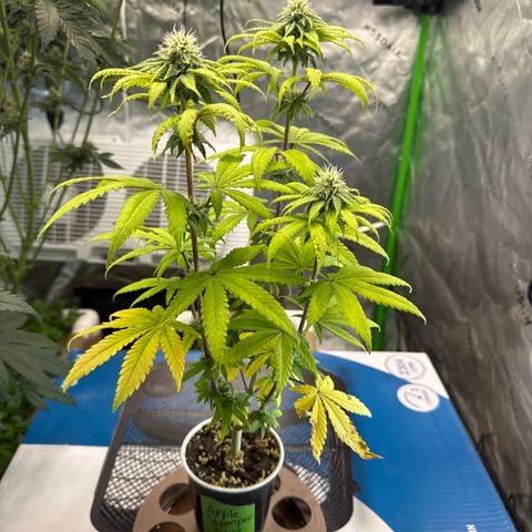 Apple Stomper (GWJ Solocup) growlog timeline photo