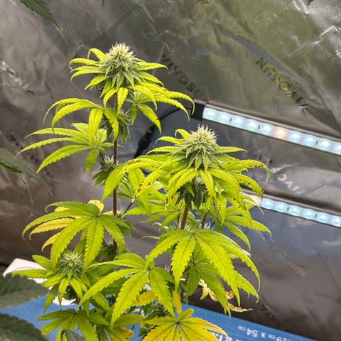Apple Stomper (GWJ Solocup) growlog timeline photo